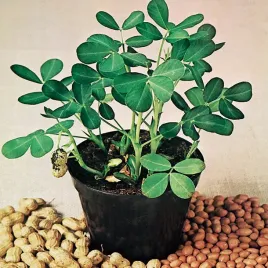 orzech-ziemny-nasiona-orzecha