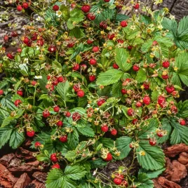 poziomka-wielkoowocowa-regina-nasiona-poziomki