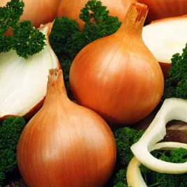 cebula-lawica-pozna-odporna-na-choroby-nasiona-cebuli