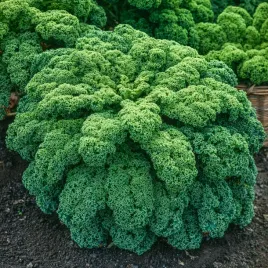 jarmuz-zielony-kedzierz-samaczny-zdrowy-nasiona