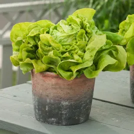 salata-glowiasta-maslowa-justyna-plenna-b-smaczna-nasiona-salaty