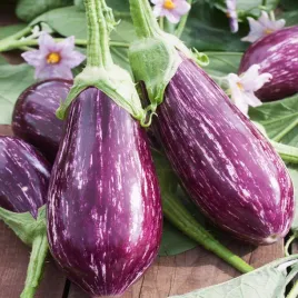 baklazan-oberzyna-tsakoniki-bialo-fioletowy-nasiona-warzyw