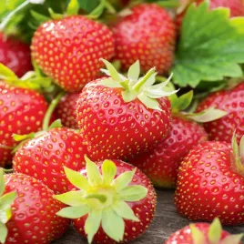 truskawka-tresca-nasiona-truskawki-truskawek