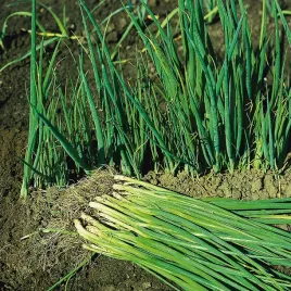 szczypiorek-jowisz-uprawa-w-gruncie-i-pod-osl-nasiona-szczypiorku