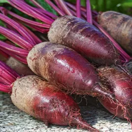 burak-cwiklowy-opolski-nasiona-na-tasmie-6m-nasiona-warzyw