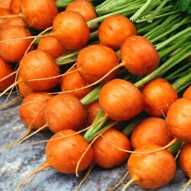 marchew-pariser-markt-5-korzen-kulisty-nasiona-marchwi