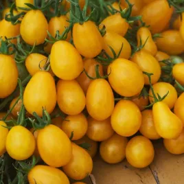 pomidor-drobnoowocowy-ildi-owoce-zolte-wydluzone-nasiona-pomidorow-pomidory