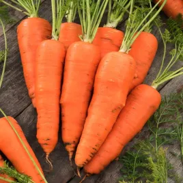 marchew-galicja-f1-sredniowczesna-nasiona-marchwi