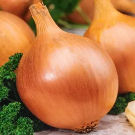 cebula-eureka-do-dlugiego-przechowania-pozna-nasiona-cebuli