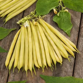 fasola-zolta-zwykla-karlowa-laurina-srednio-wczesna-nasiona-fasoli