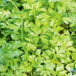 pietruszka-naciowa-festival-68-nasiona-piertuszki