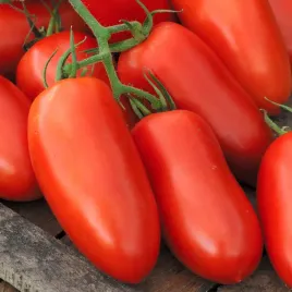 pomidor-gruntowy-hugo-srednio-wczesny-ksztalt-papryki-nasiona-pomidorow