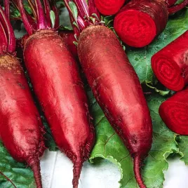 burak-cwiklowy-tytus-cylindryczny-nasiona-buraka-warzyw-soczysty-plenny