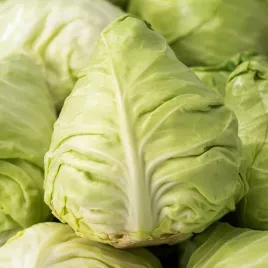 kapusta-glowiasta-biala-cuor-di-bue-grosso-biala-stozkowa-nasiona