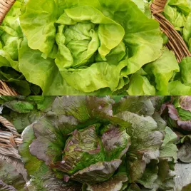 salata-glowiasta-maslowa-jubilatka-edyta-ozarowska6m-na-tasmie-mix-warzywa