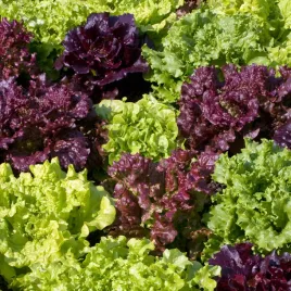 salata-mieszanka-odmian-nasiona-salaty-na-tasmie-plenna-odporna