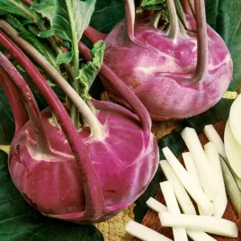 kalarepa-violeta-fioletowa-i-smaczna-odmiana-krucha-soczysta-nasiona-warzyw