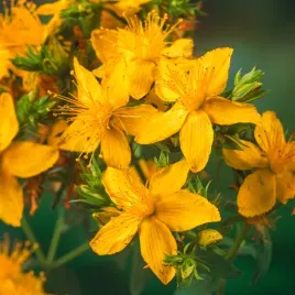 dziurawiec-zwyczajny-hypericum-perforatum-nasiona-ziol-ozdobne-do-ogrodu