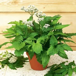 kozlek-lekarski-nasiona-ziol-uspokajajace-nasiona-lecznicze