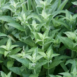 mieta-dlugolistna-01-g-nasiona-aromatyczna-bylina-nasiona-miety-ziol