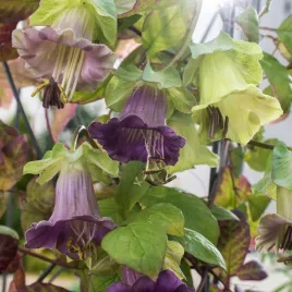 kobea-pnaca-mieszanka-kwiaty-pnace-szybko-rosnace-nasiona-kwiatow-pnacze