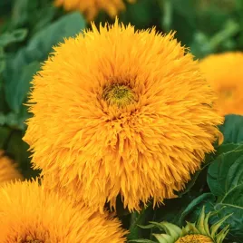 slonecznik-ozdobny-wysoki-zolty-pelny-nasiona-sloneczniki