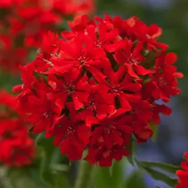 firletka-chalcedonska-szkarlatna-wieloletni-na-kwietniki-i-rabaty-nasiona