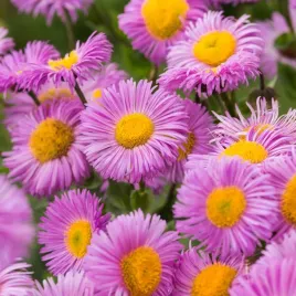 przymiotno-ogrodowe-rozowe-kwiaty-nasiona-kwiatow-wieloletnich