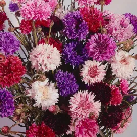 chaber-blawatek-classic-romantic-mieszanka-romantyczna-nasiona-kwiatow