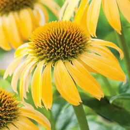 nasiona-jezowka-zolta-nasiona-jezowki-nasiona-kwiatow