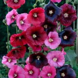 malwa-jednoroczna-summer-carnival-05-g-nasiona-mix-kolorow-nasiona-kwiatow