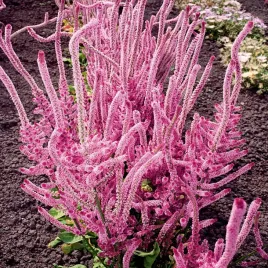 zatrwian-suworowa-karminowo-rozowy-nasiona-kwiatow-nasiona-ozdobne