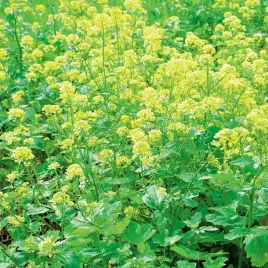 gorczyca-biala-nasiona-na-poplon-1000g