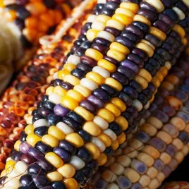 kukurydza-ozdobna-glass-gem-kolorowa-dekoracyjna-nasiona-kukurydzy