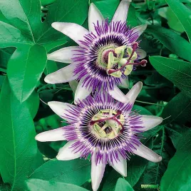 meczennica-passiflora-niebieska-nasiona
