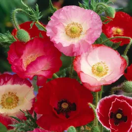 mak-polny-shirley-mix-nasiona-kwiatow-nasiona-maku