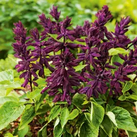 szalwia-blyszczaca-fioletowa-nasiona-kwiatow-szalwi