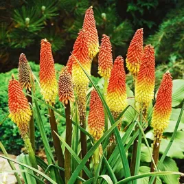 trytoma-groniasta-zolto-pomaranczowa-nasiona-trytomy-kwiatow