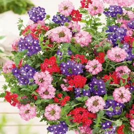 werbena-zwisajaca-mieszanka-nasiona-kwiatow-werbeny