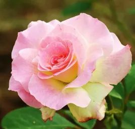 roza-wielkokwiatowa-rozowo-biala-1-szt-roze-sadzonki-roz-wielkokwiatowych