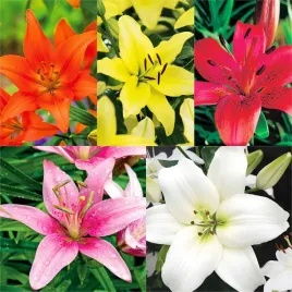 zestaw-2-lilia-azjatycka-5-odmian-5-szt-cebulki-lilii-cebule-lilie