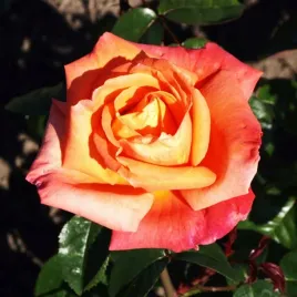 roza-wielkokwiatowa-lososiowa-1-szt-sadzonki-roz-wielkokwiatowych-pachnaca