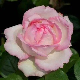 roza-wielkokwiatowa-jasnorozowa-1-szt-roze-sadzonki-roz-wielkokwiatowych