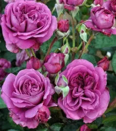roza-wielkokwiatowa-fioletowa-1-szt-sadzonki-roz-wielkokwiatowych-pachnaca