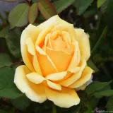 roza-wielkokwiatowa-ecru-1-szt-roze-sadzonki-roz-wielkokwiatowych-pachnaca