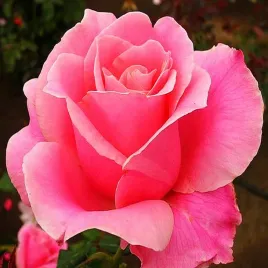 roza-wielkokwiatowa-rozowa-1szt-roze-sadzonki-roz-wielkokwiatowych-pachnaca