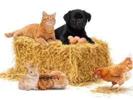 sloma-do-budy-wysciolka-dla-psa-kur-krolika-sloma-na-kompost-xxl-3kg