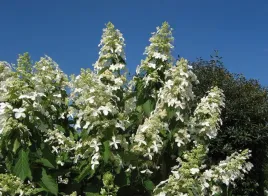 hortensja-bukietowa-levana-pbr-hydrangea-paniculata