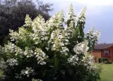 hortensja-bukietowa-levana-pbr-hydrangea-paniculata-kolor-kwiatow-biale