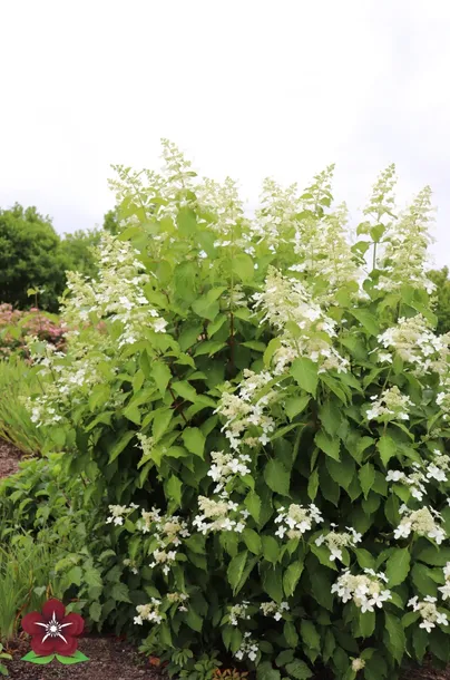 hortensja-bukietowa-levana-pbr-hydrangea-paniculata-rodzaj-rosliny-hortensje